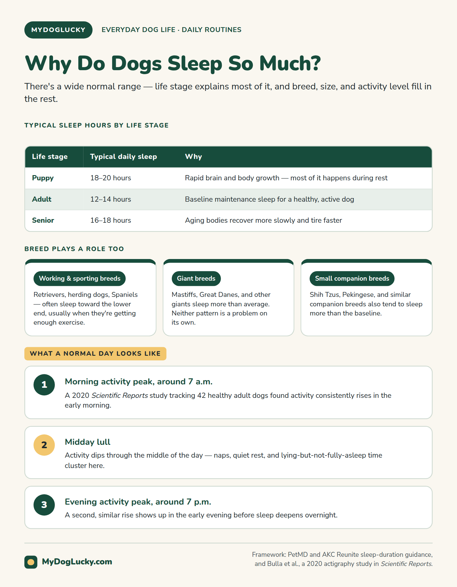 Why do dogs sleep so much infographic: how much sleep is normal, by life stage. A table showing 18 to 20 hours for puppies, 12 to 14 for adults, and 16 to 18 for seniors with the reason for each; a panel on breed differences between working breeds, giant breeds, and small companion breeds; and a three-step diagram of the daily activity pattern peaking around 7am and 7pm with a midday lull.
