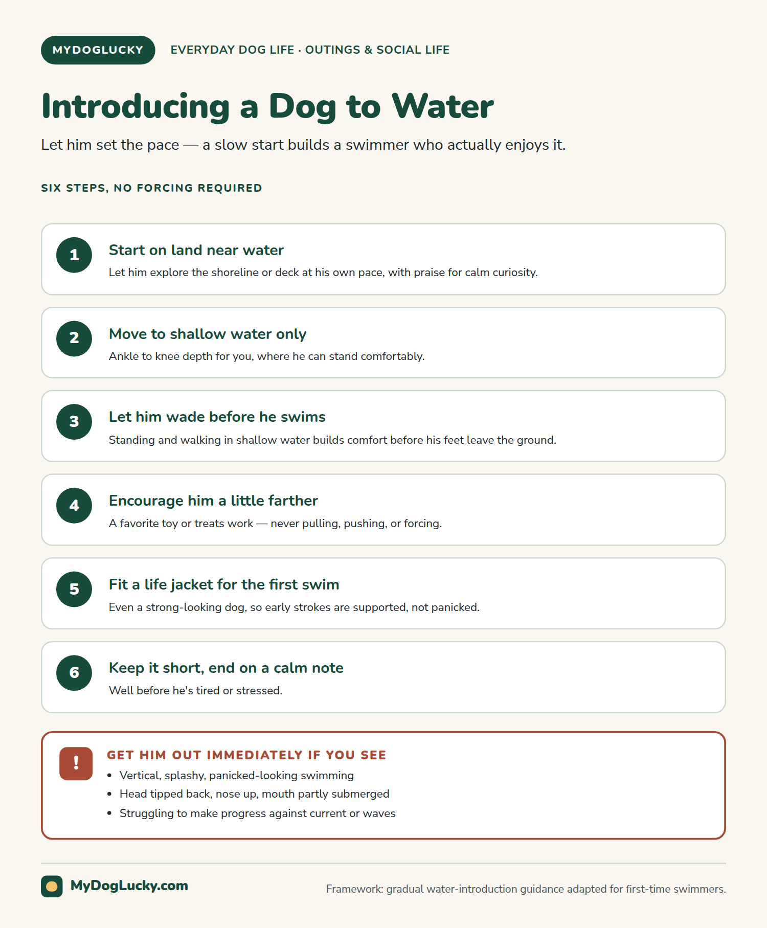 Swimming with dogs infographic: introducing a dog to water, six steps. Start on land near the water, move to shallow water only, let him wade before he swims, use a toy or treats to encourage him farther in, fit a life jacket for his first actual swim, and keep the first session short and end on a calm note; plus a callout on signs of fatigue or panic to watch for in the water, vertical splashy swimming, head tipped back, and struggling against current.