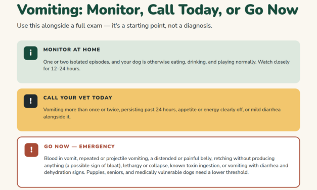 Why Is My Dog Throwing Up? Causes, Red Flags, and What to Do