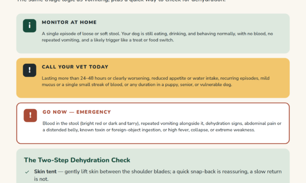 Dog Diarrhea: Causes, Red Flags, and What to Do