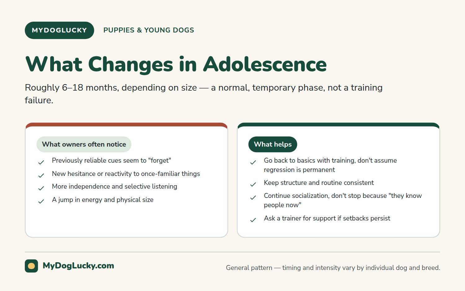 Puppy care infographic comparing what owners often notice during puppy adolescence, like selective listening and new hesitance, against what helps, like consistent structure and continued socialization.