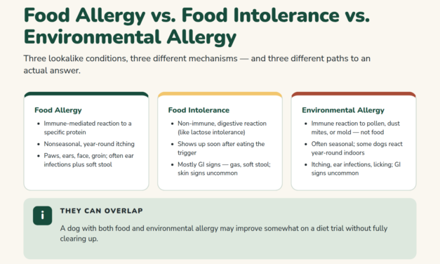 Food Allergies in Dogs: Symptoms, Diet Trials, and Feeding Decisions