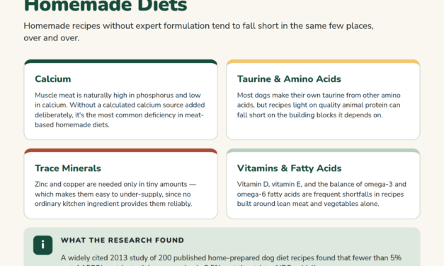 Homemade Dog Food: Nutrition Requirements, Risks, and Expert Help