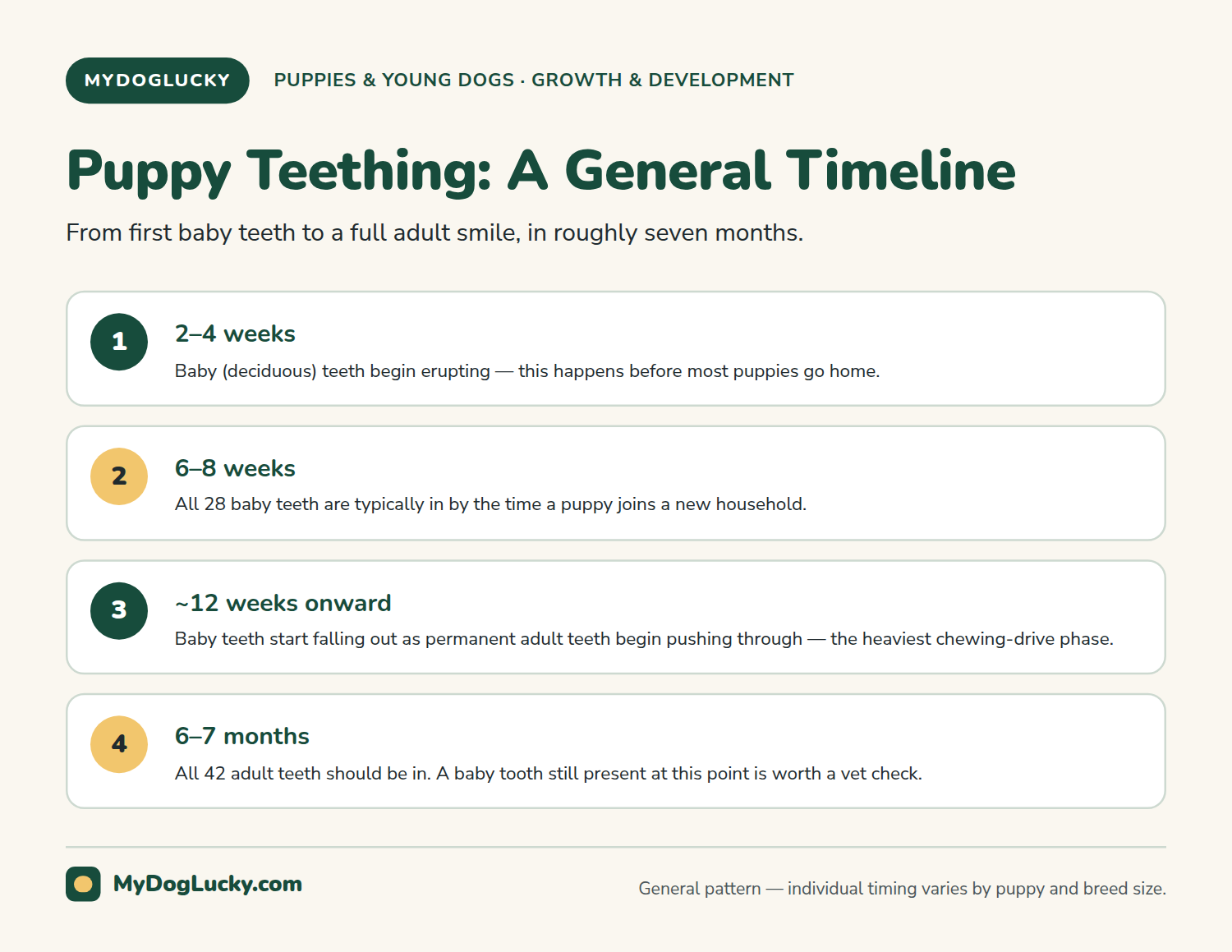 Puppy teething infographic showing a four-stage puppy teething timeline from baby teeth erupting at 2 to 4 weeks, through all baby teeth in by 6 to 8 weeks, adult teeth replacing them from 12 weeks onward, to all 42 adult teeth in by 6 to 7 months.